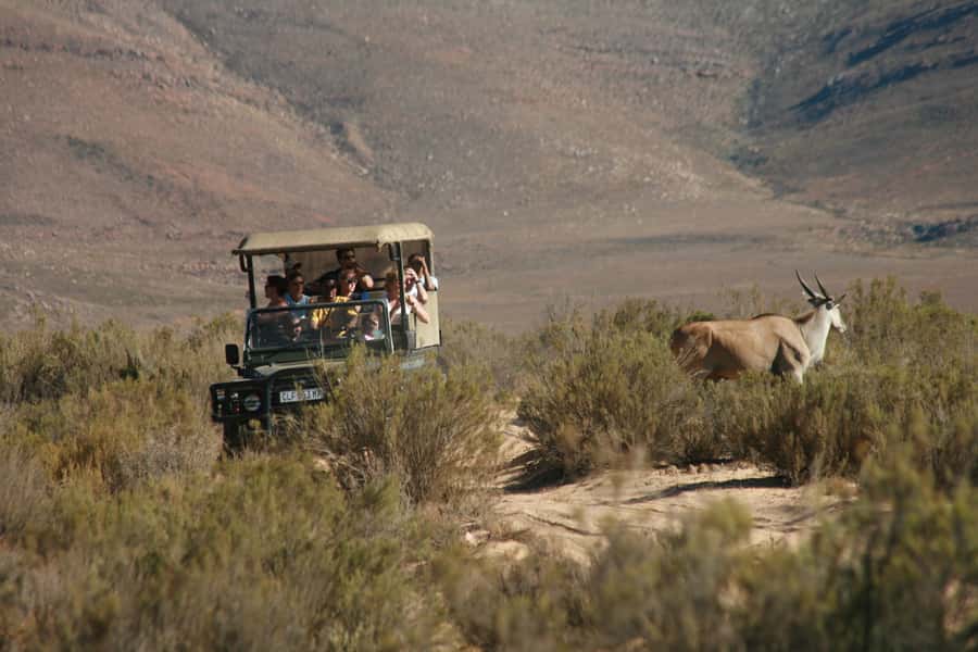 From Cape Town: Big Five Game Reserve with Lunch - Arriving at Aquila Private Nature Reserve
