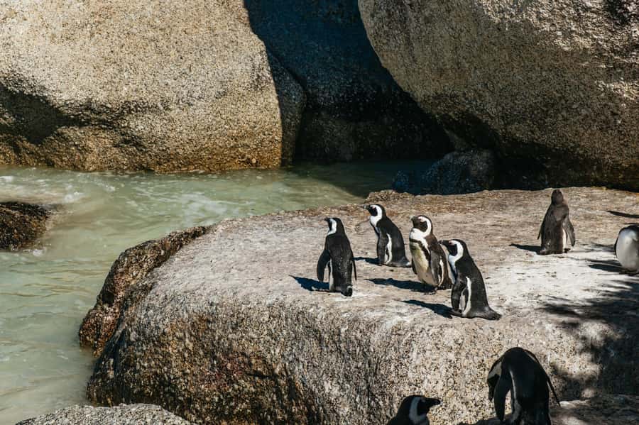 From Cape Town: Cape Peninsula & Boulders Penguin Beach Tour - Key points to know before booking