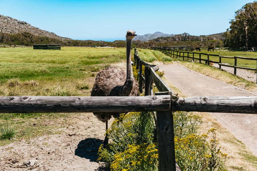From Cape Town: Cape Peninsula & Boulders Penguin Beach Tour - Cape Point lighthouse offers the day’s best walk