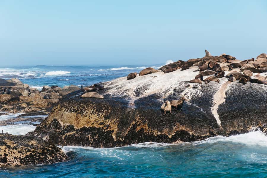 From Cape Town: Cape Peninsula & Boulders Penguin Beach Tour - Simon’s Town makes a useful lunch stop