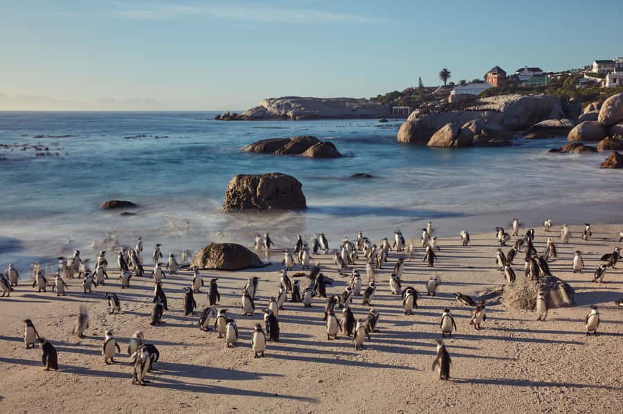 From Cape Town: Cape Point and Boulders Beach Full-Day Tour - Who should book this tour