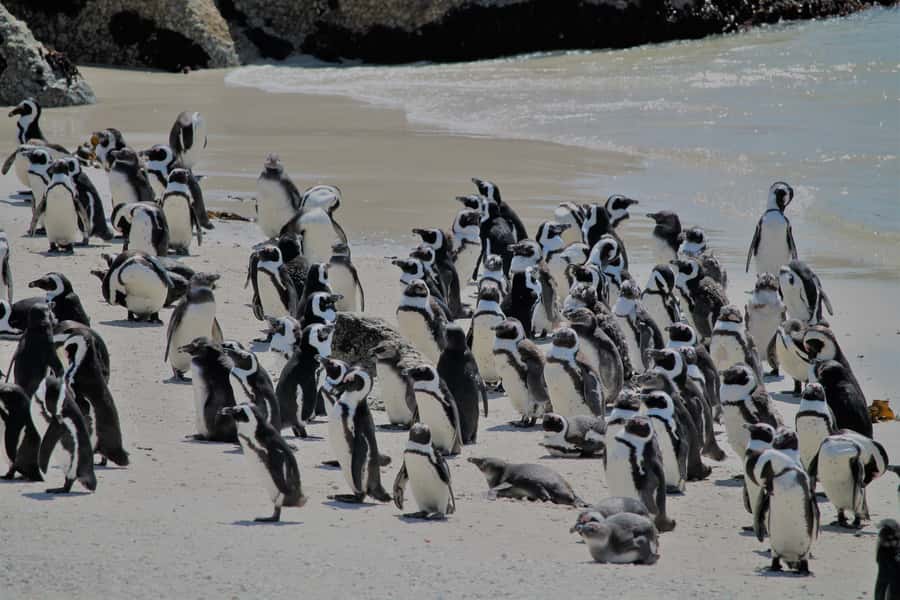 From Cape Town: Cape Point and Boulders Beach Half-Day Tour - Maiden’s Cove opens with Cape Town’s best postcard view
