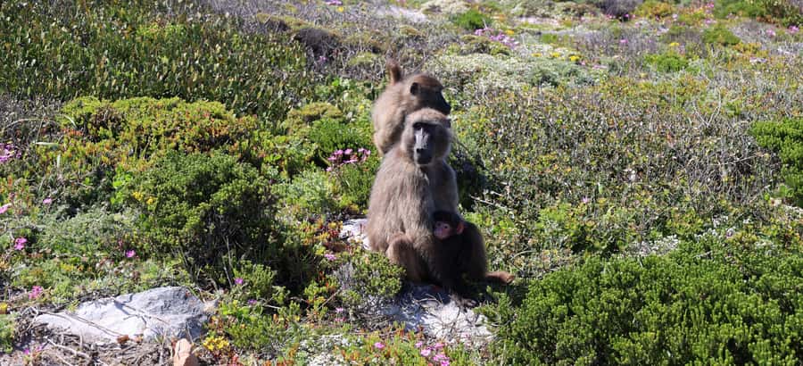 From Cape Town: Cape Point and Boulders Beach Half-Day Tour - Boulders Beach brings you close to African penguins