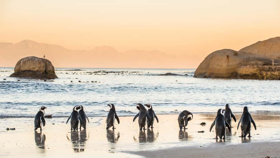 From Cape Town: Cape Point and Boulders Beach Half-Day Tour - Cape Point and the New Lighthouse provide the main payoff