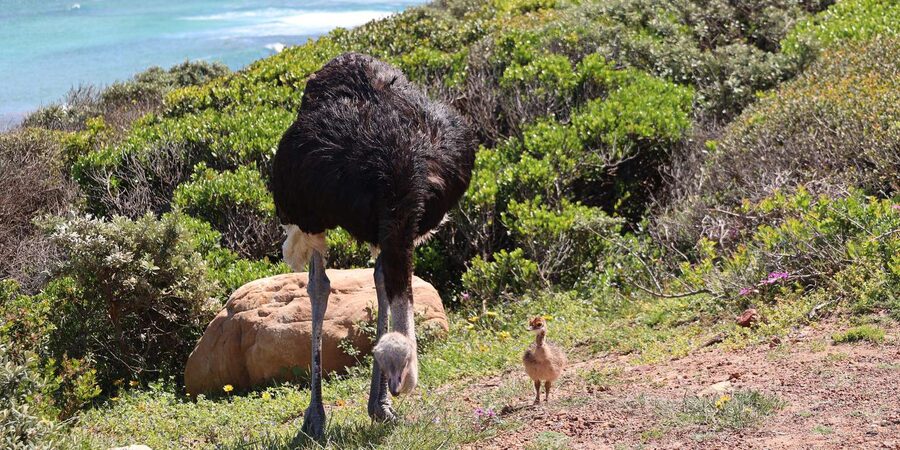 From Cape Town: Cape Point and Boulders Beach Half-Day Tour - What the $40 price really includes