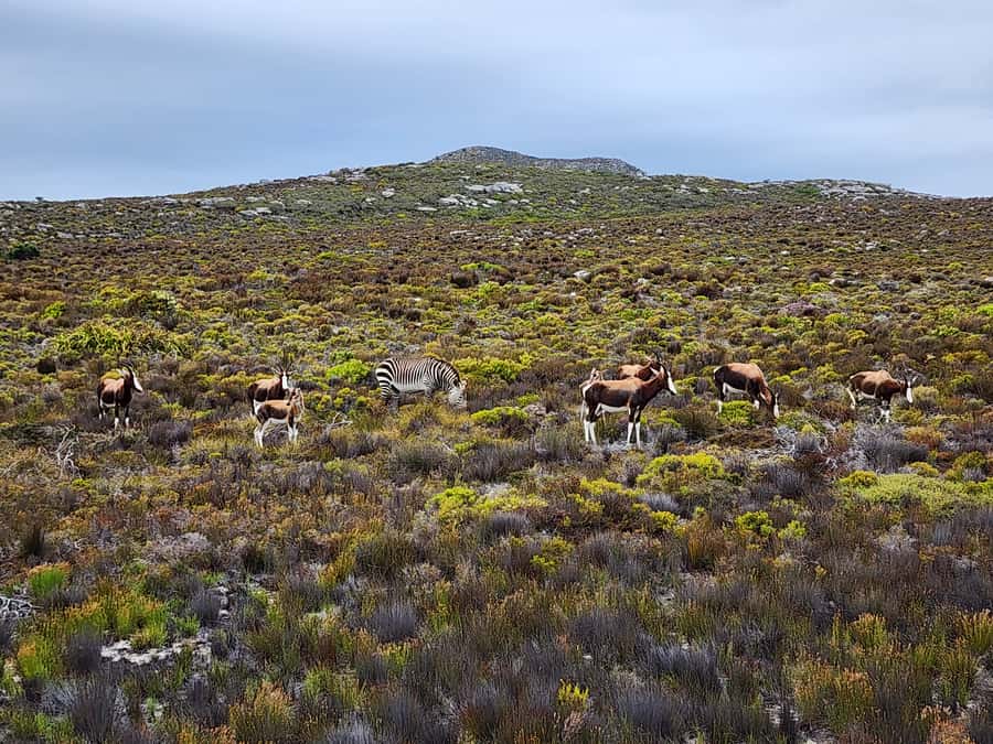 From Cape Town: Cape Point and Boulders Beach Half-Day Tour - Guides, timing, and the minivan experience