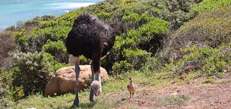 From Cape Town: Cape Point & Boulders Beach Full-Day Tour - Why this day trip works so well