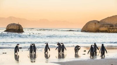 Cape Point & Boulders Beach Full-Day Tour
