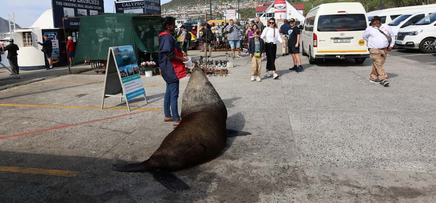From Cape Town: Cape Point & Boulders Beach Full-Day Tour - Cape of Good Hope and Cape Point Lighthouse