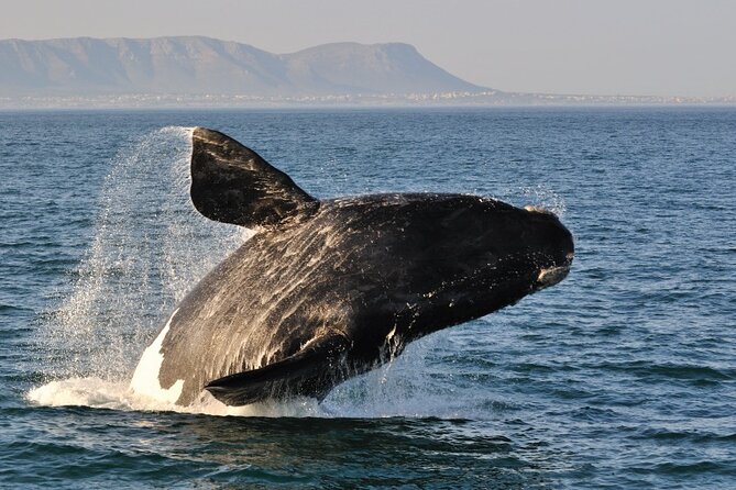 From Cape Town: Full Day Guided Hermanus and Whale Tour - What the guide adds to the long drive