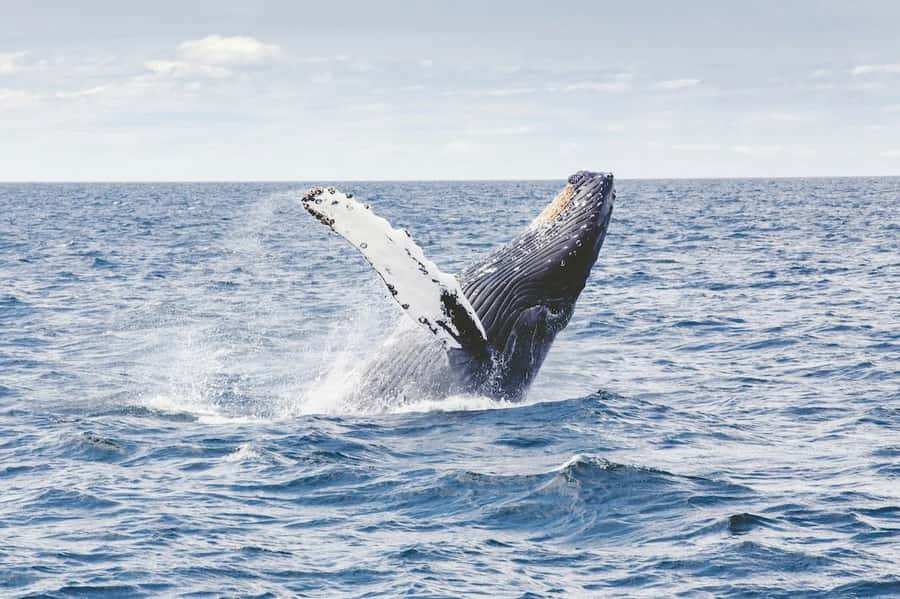 From Cape Town: Full-Day Hermanus Whale Watching Tour - Key points to know before booking