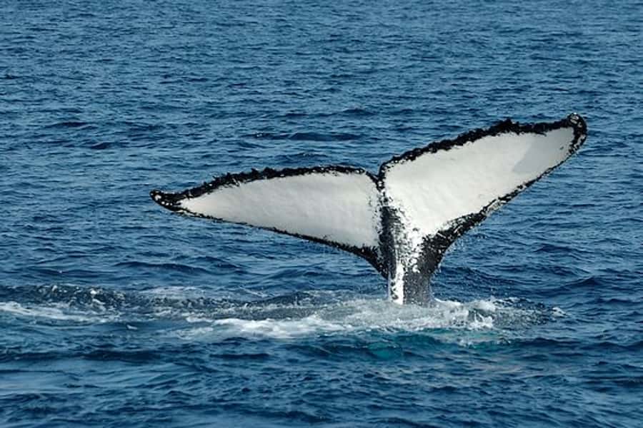 From Cape Town: Full-Day Hermanus Whale Watching Tour - The whale season that shapes the whole day