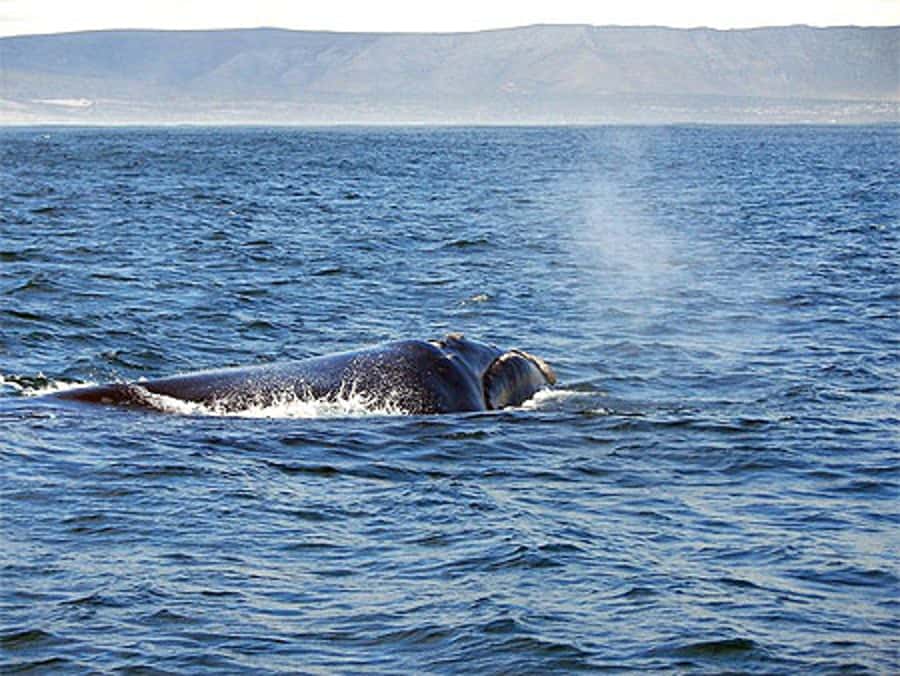 From Cape Town: Full-Day Hermanus Whale Watching Tour - Harold Porter Botanical Gardens gives the morning a gentler start