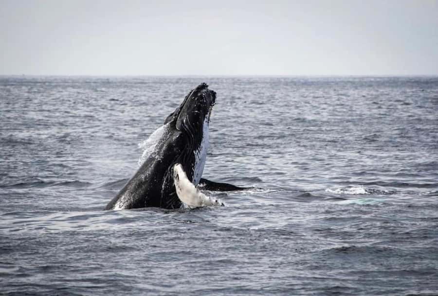 From Cape Town: Full-Day Hermanus Whale Watching Tour - The coastal towns add character between the main stops
