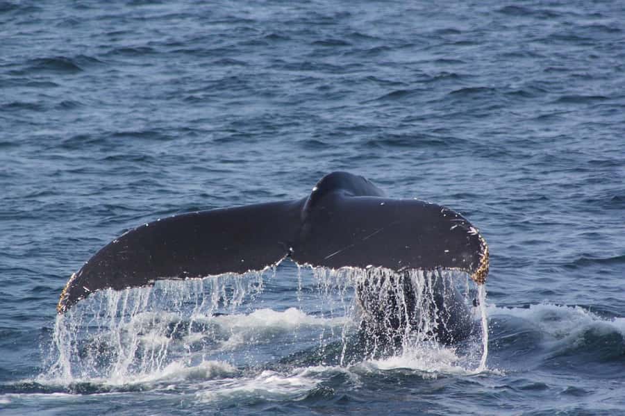 From Cape Town: Full-Day Hermanus Whale Watching Tour - Who will enjoy this day most?