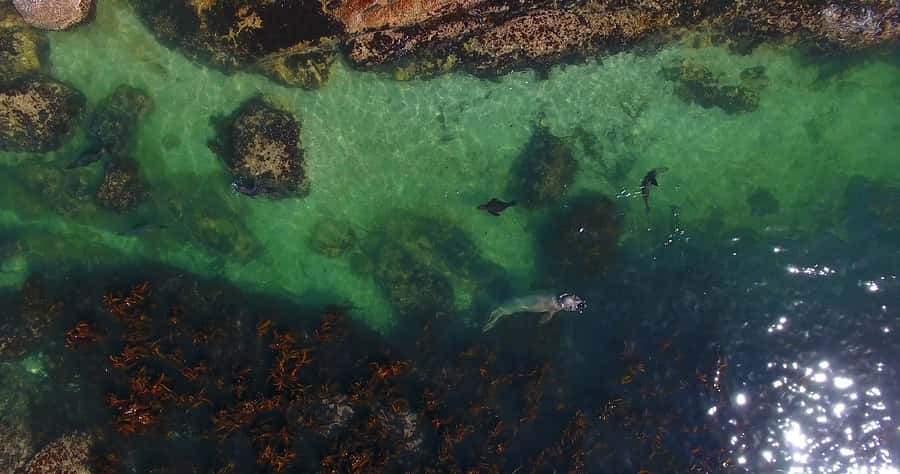 From Cape Town: Glass-Bottom Boat Seal Watching Tour - Reaching Duiker Island and the Cape Fur Seals