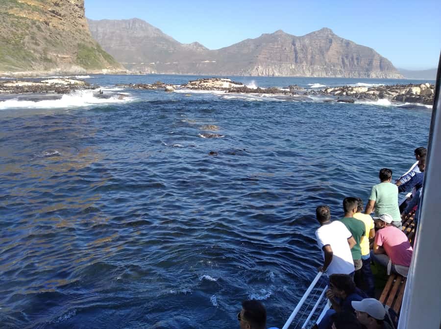 From Cape Town: Glass-Bottom Boat Seal Watching Tour - Wildlife on the way back to Hout Bay
