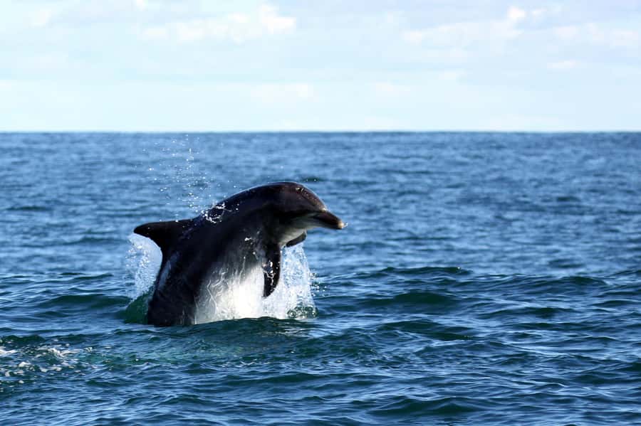 From Cape Town: Hermanus Whale Watching Boat Trip - Two hours at sea, and why timing matters