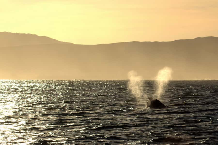 From Cape Town: Hermanus Whale Watching Boat Trip - The best season and how to plan around weather