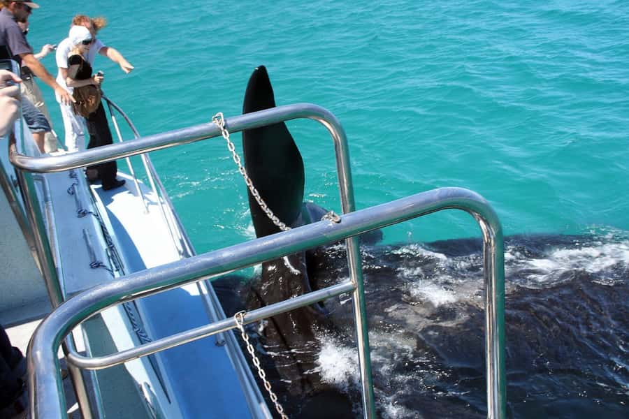 From Cape Town: Hermanus Whale Watching Boat Trip - Who will get the most from this day trip