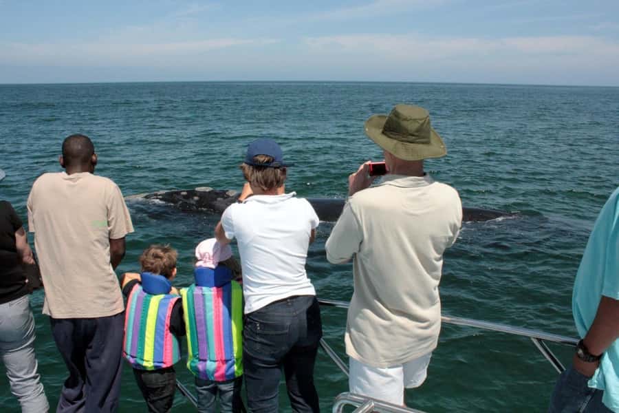 From Cape Town: Hermanus Whale Watching Boat Trip - Gansbaai harbor and the first moments on the boat