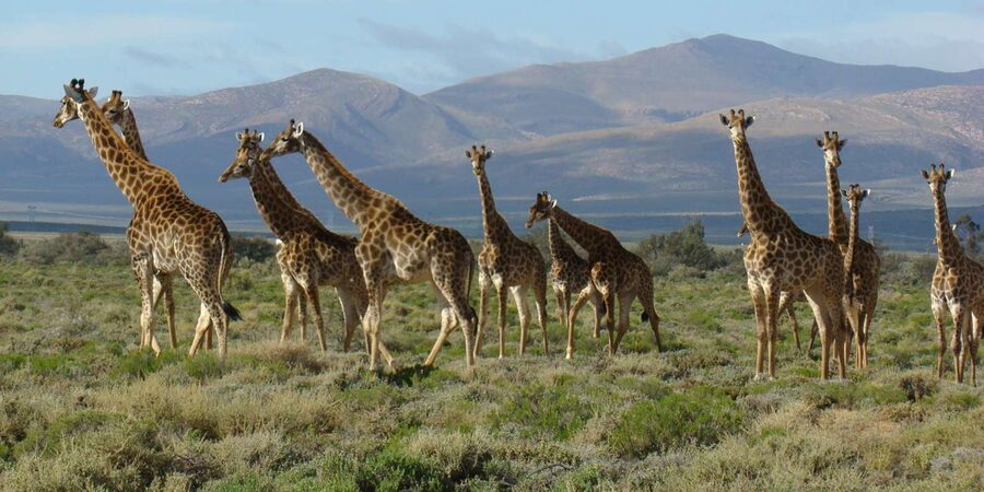 From Cape Town: South African Wildlife and Safari 2-Day Tour - Guide quality and the value of local knowledge