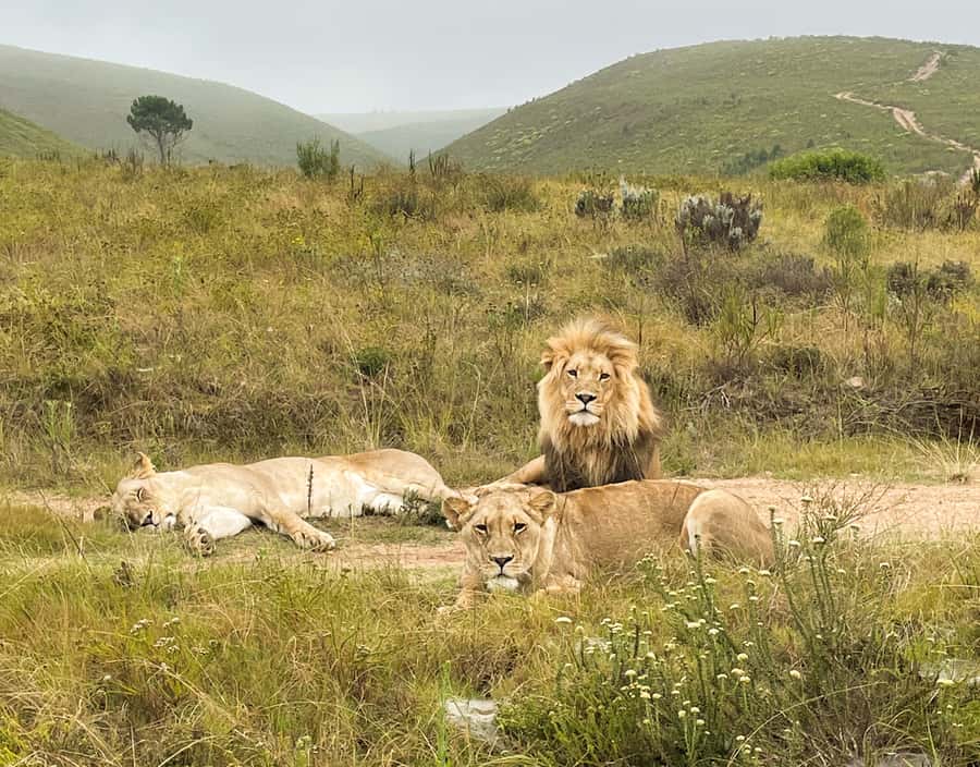 From Cape Town: South African Wildlife and Safari 2-Day Tour - Botlierskop and the first two-hour safari