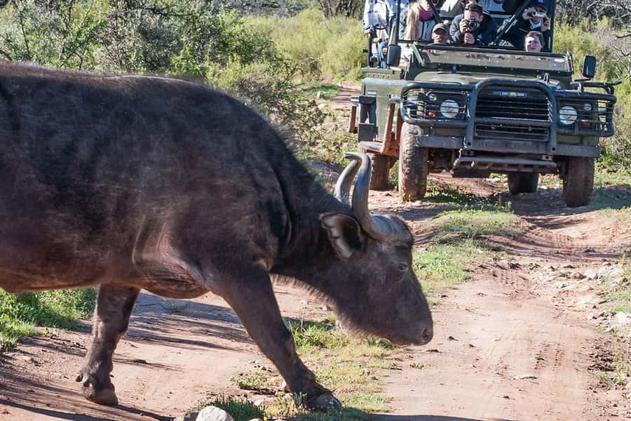 From Cape Town: South African Wildlife and Safari 2-Day Tour - The optional elephant observation