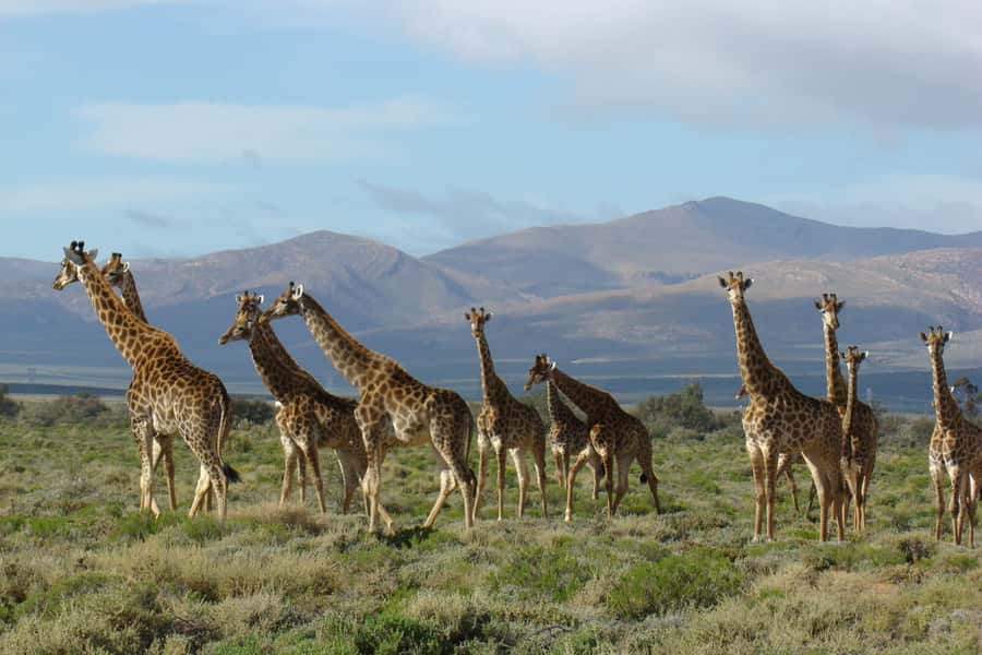 From Cape Town: South African Wildlife and Safari 2-Day Tour - Returning by Route 62