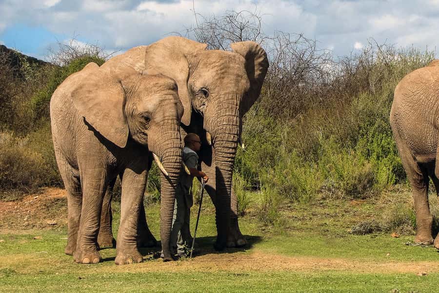 From Cape Town: South African Wildlife and Safari 2-Day Tour - Accommodation, food, and group comfort