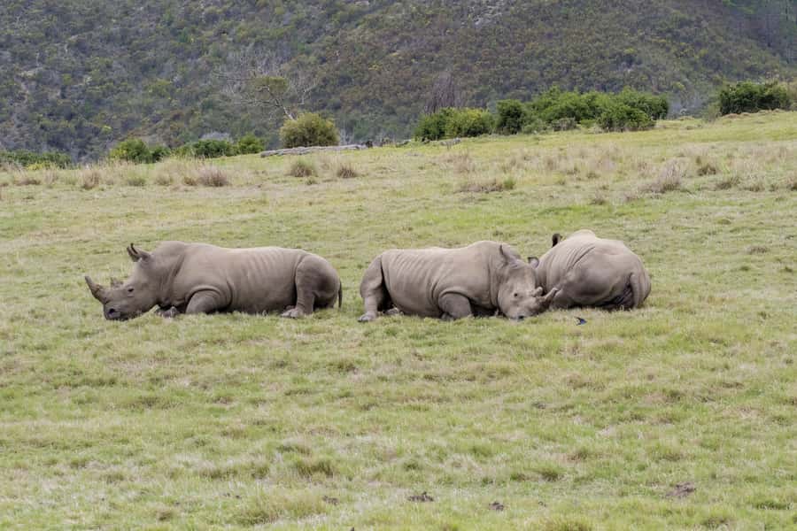 From Cape Town: South African Wildlife and Safari 2-Day Tour - From Table Mountain to the Garden Route