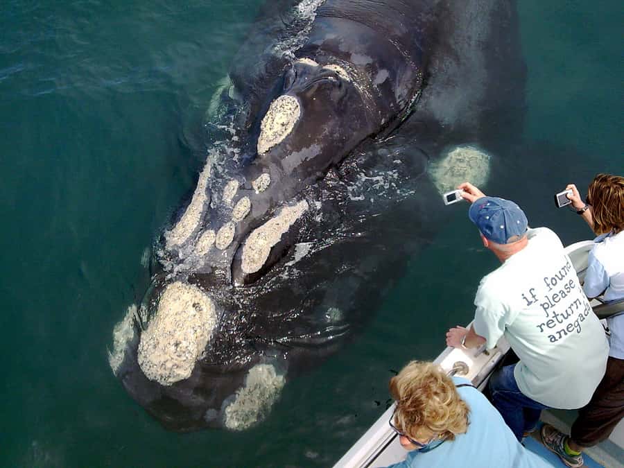 From Cape Town: Whale Watching Tour in Hermanus and Gansbaai - Why this works as a Cape Town day trip