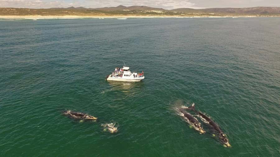 From Cape Town: Whale Watching Tour in Hermanus and Gansbaai - Reaching Gansbaai and the De Kelders coast