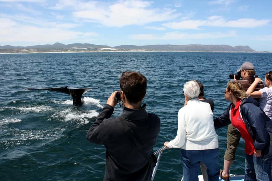 From Cape Town: Whale Watching Tour in Hermanus and Gansbaai - The Peregrine Farm Stall and the return drive
