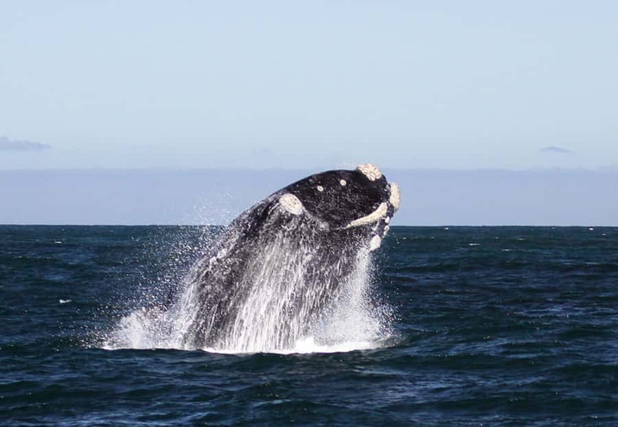 From Cape Town: Whale Watching Tour in Hermanus and Gansbaai - Guides are a major part of the value
