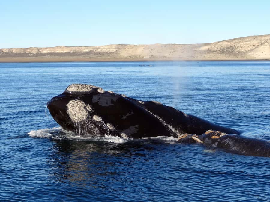 From Cape Town: Whale Watching Tour in Hermanus and Gansbaai - What $249 really buys you