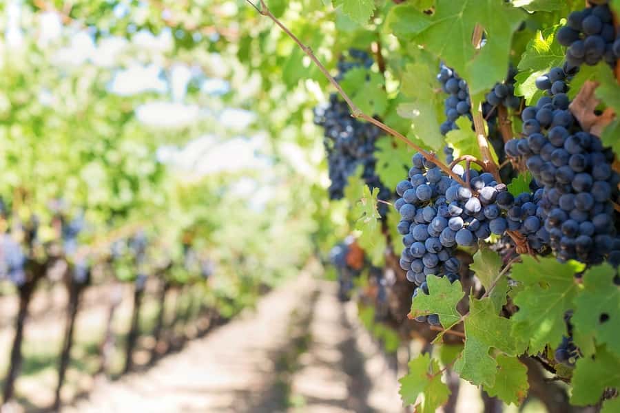 From Cape Town: Winelands Full Day Tour and Wine Tasting - Lunch, timing, and what the long day feels like