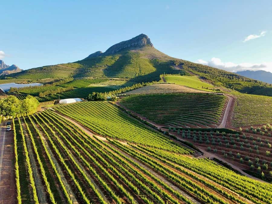From Cape Town: Winelands Full Day Tour and Wine Tasting - From Cape Town to Stellenbosch vineyards
