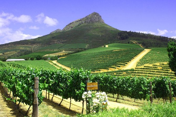 From CapeTown: Stellenbosch Half Day Wine Tour - Guides, timing, and the real pace