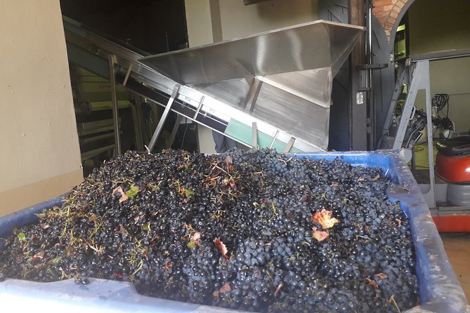 From CapeTown: Stellenbosch Half Day Wine Tour - The first farm: six wines with cheese