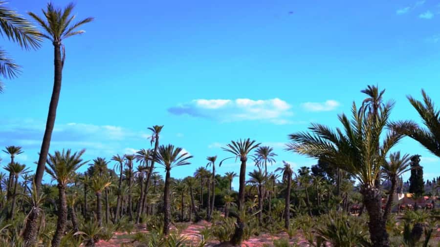 From Casablanca: Day Trip to Marrakech with Camel Ride - Koutoubia Mosque and Marrakech’s red city