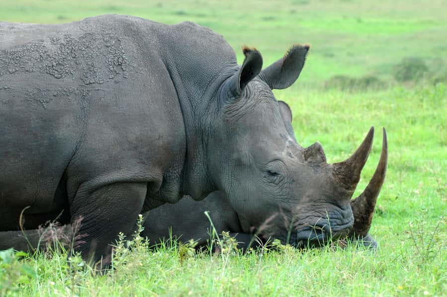 From Durban: Half-Day Safari Tour - Key points at a glance