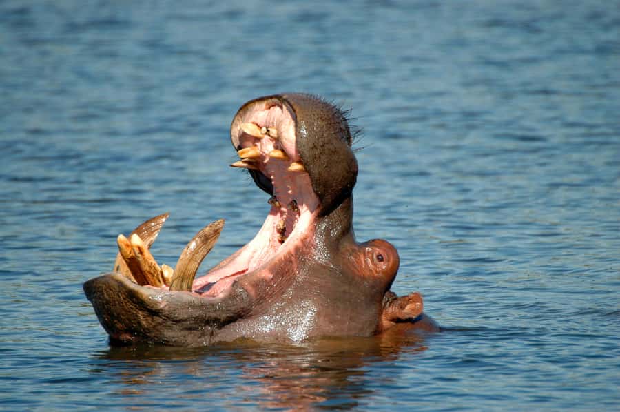 From Durban: Half-Day Safari Tour - Tala Game Reserve: a practical safari close to Durban