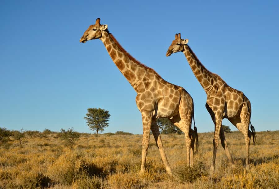 From Durban: Half-Day Safari Tour - The African Raptor Centre adds a different kind of wildlife visit
