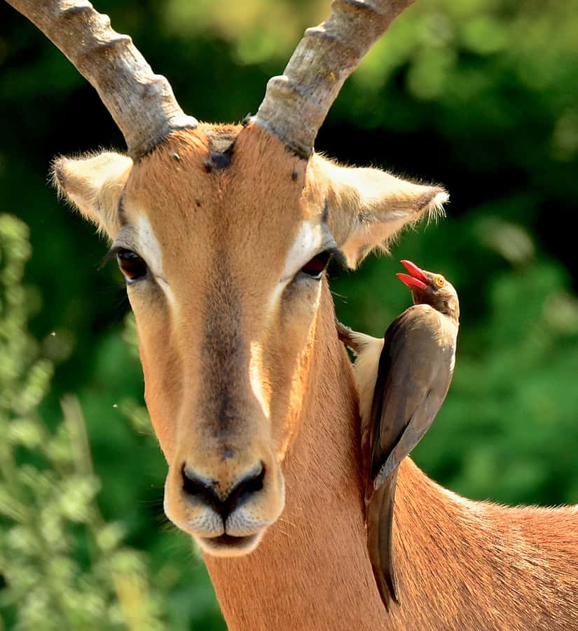 From Durban: Half-Day Safari Tour - What the tour costs at $193