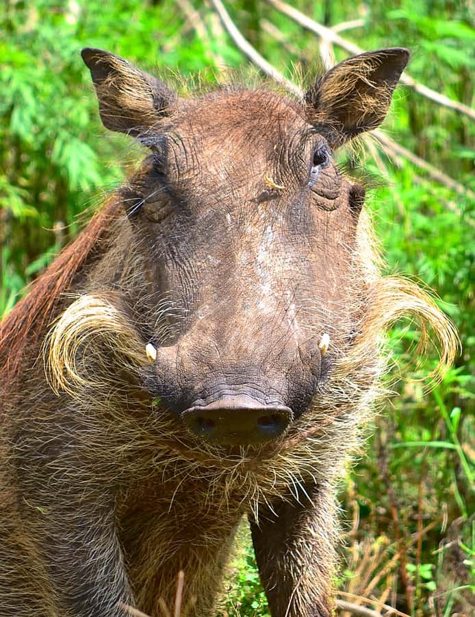 From Durban: Half-Day Safari Tour - Rhinos, giraffes, and the value of a good guide