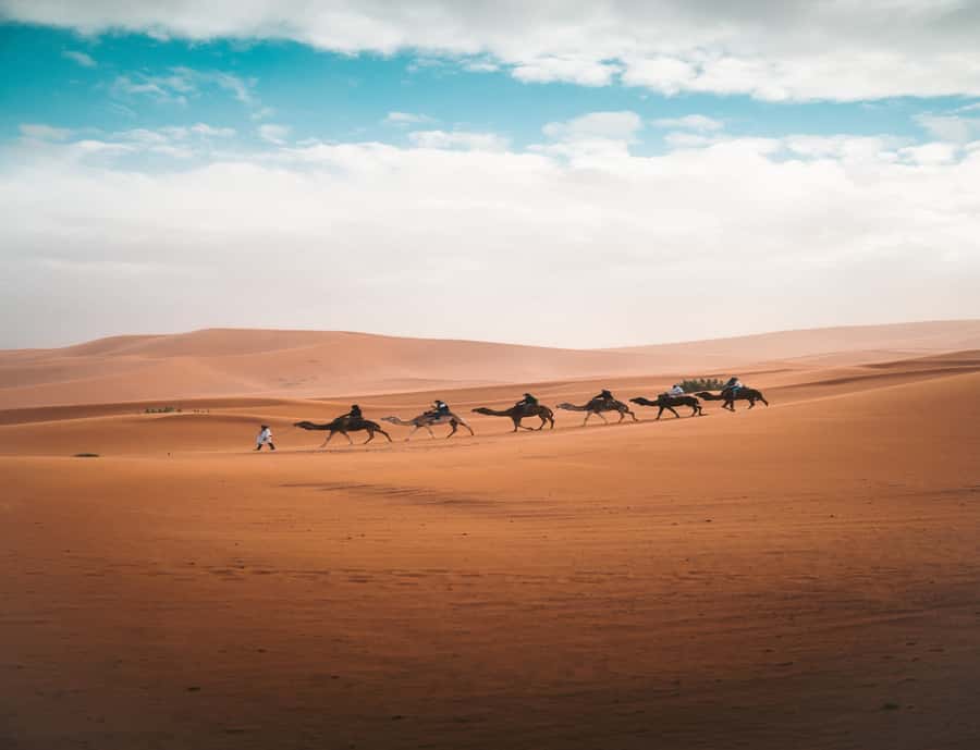 From Fes: 3-Day 2-Night Desert Tour to Marrakech - Camel time at Erg Chebbi