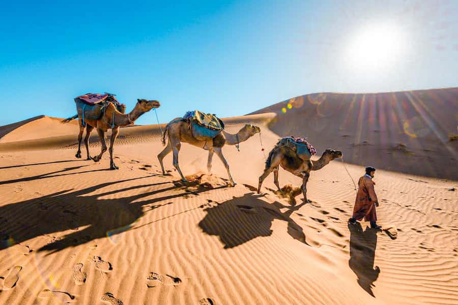 From Fes to Marrakech: 3-Day Sahara Desert Discovery Tour - Day 1: From Fes through cedar forest to Erg Chebbi
