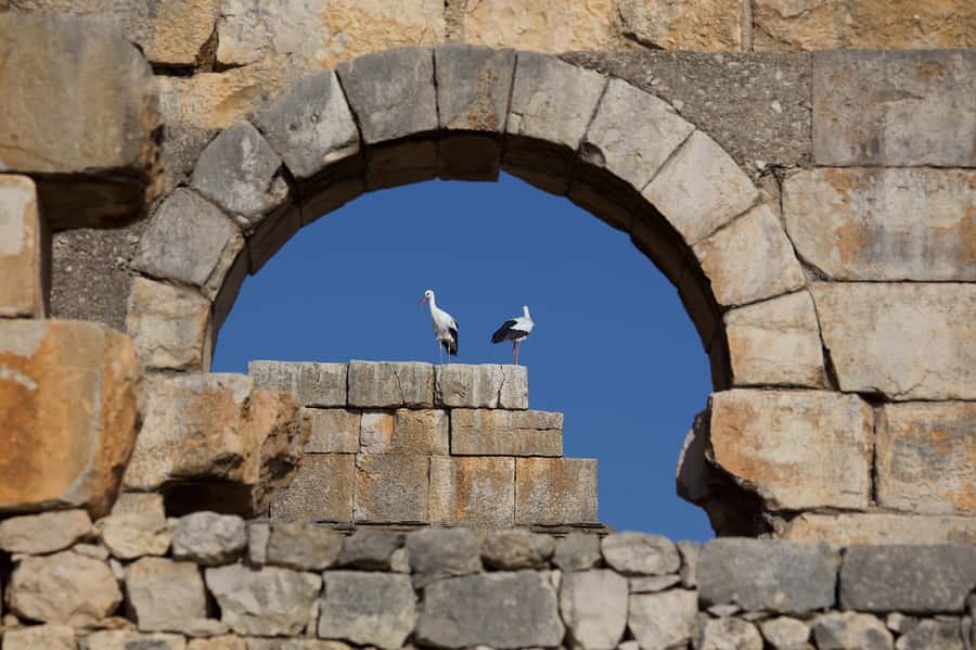 From Fes: Volubilis, Moulay Idriss and Meknes Full-Day Trip - The road from Fes to Volubilis