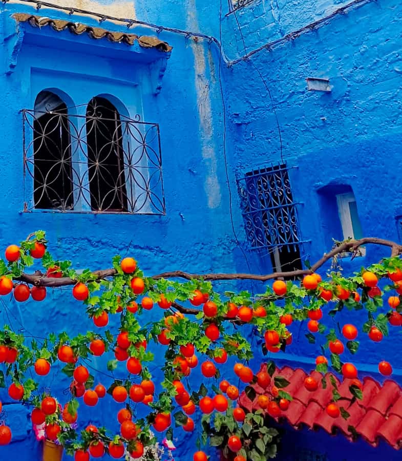 From Fez : Memorable Day Trip to Chefchaouen the Blue City - The return drive to Fez
